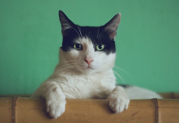 Кот